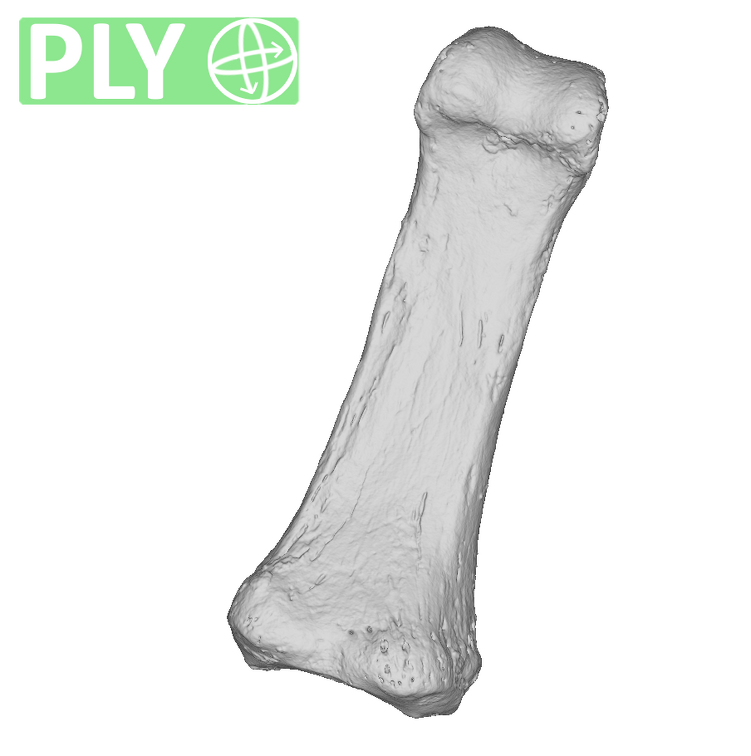 Arene Candide 2 Homo sapiens hand left fourth proximal phalanx ply