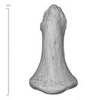 Arene Candide 2 Homo sapiens hand left second distal phalanx dorsal