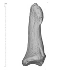 Arene Candide 2 Homo sapiens hand left second distal phalanx lateral