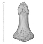 Arene Candide 2 Homo sapiens hand left second distal phalanx palmar