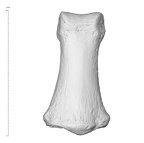 Arene Candide 2 Homo sapiens hand left second intermediate phalanx dorsal