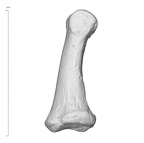 Arene Candide 2 Homo sapiens hand left second intermediate phalanx lateral