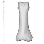 Arene Candide 2 Homo sapiens hand left second proximal phalanx dorsal