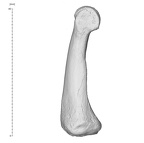 Arene Candide 2 Homo sapiens hand left second proximal phalanx lateral