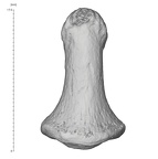 Arene Candide 2 Homo sapiens hand left third distal phalanx dorsal