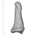 Arene Candide 2 Homo sapiens hand left third distal phalanx lateral