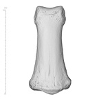 Arene Candide 2 Homo sapiens hand left third intermediate phalanx dorsal