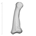 Arene Candide 2 Homo sapiens hand left third intermediate phalanx lateral