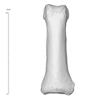 Arene Candide 2 Homo sapiens hand left third proximal phalanx dorsal