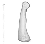 Arene Candide 2 Homo sapiens hand left third proximal phalanx lateral