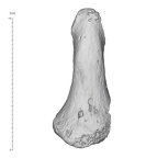 Arene Candide 2 Homo sapiens hand right fifth distal phalanx dorsal
