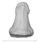 Arene Candide 2 Homo sapiens hand right first distal phalanx dorsal