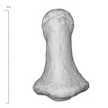 Arene Candide 2 Homo sapiens hand right fourth distal phalanx dorsal