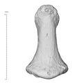 Arene Candide 2 Homo sapiens hand right second distal phalanx dorsal