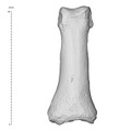 Arene Candide 2 Homo sapiens hand right second proximal phalanx dorsal