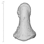 Arene Candide 2 Homo sapiens hand right third distal phalanx dorsal
