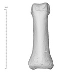 Arene Candide 2 Homo sapiens hand right third proximal phalanx dorsal