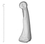 Arene Candide 2 Homo sapiens hand right third proximal phalanx lateral