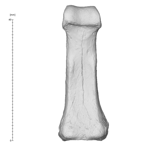 Arene Candide 2 Homo sapiens hand right third proximal phalanx palmar