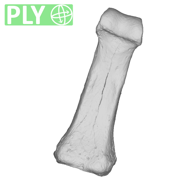 Arene Candide 2 Homo sapiens hand right third proximal phalanx ply