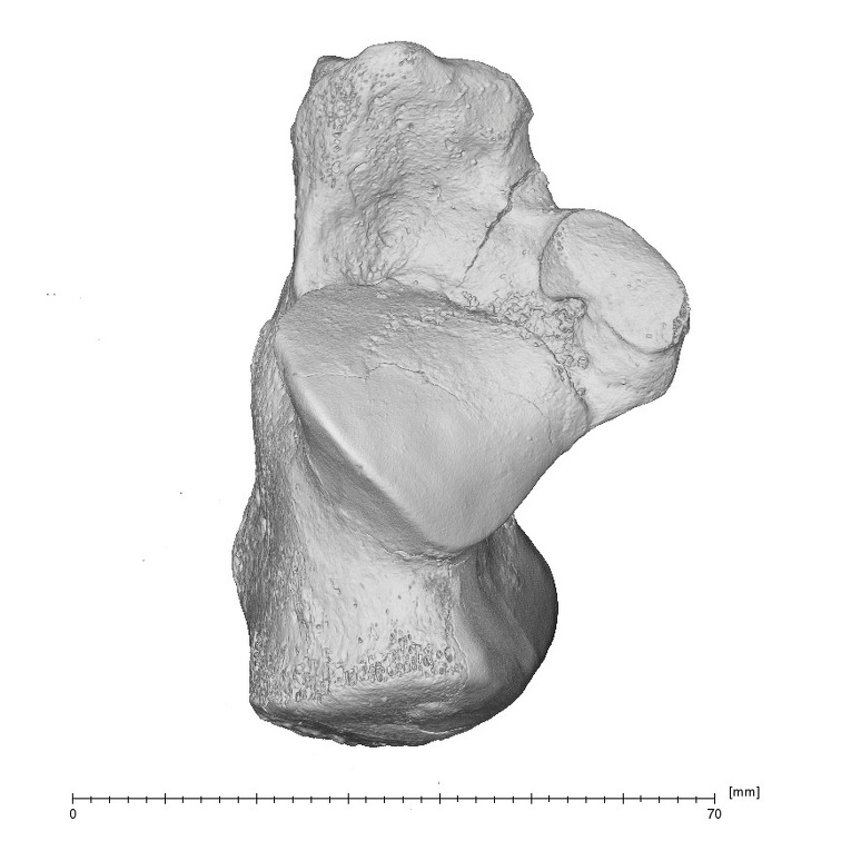 Arene Candide 2 Homo sapiens left calcaneus dorsal