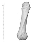 Arene Candide 2 Homo sapiens hand left fifth metacarpal dorsal