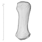 Arene Candide 2 Homo sapiens left first metacarpal dorsal