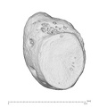 Arene Candide 2 Homo sapiens left pisiform dorsal