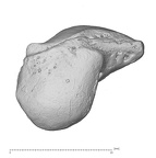 Arene Candide 2 Homo sapiens left scaphoid radial