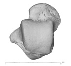 Arene Candide 2 Homo sapiens left talus dorsal