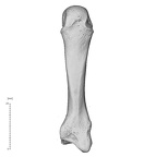 Arene Candide 2 Homo sapiens left third metacarpal dorsal