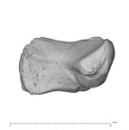 Arene Candide 2 Homo sapiens left trapezoid ulnar