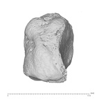 Arene Candide 2 Homo sapiens left triquetral dorsal