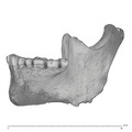 Arene Candide 2 Homo sapiens mandible lateral
