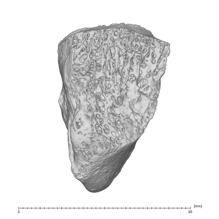 Arene Candide 2 Homo sapiens right hamate dorsal