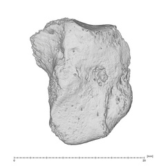 Arene Candide 2 Homo sapiens right hamate radial