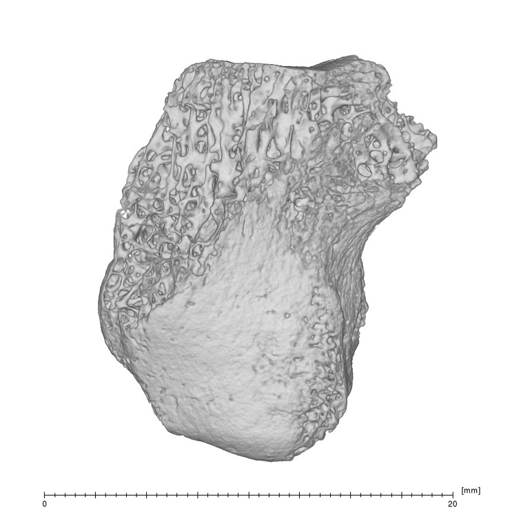 Arene Candide 2 Homo sapiens right hamate ulnar