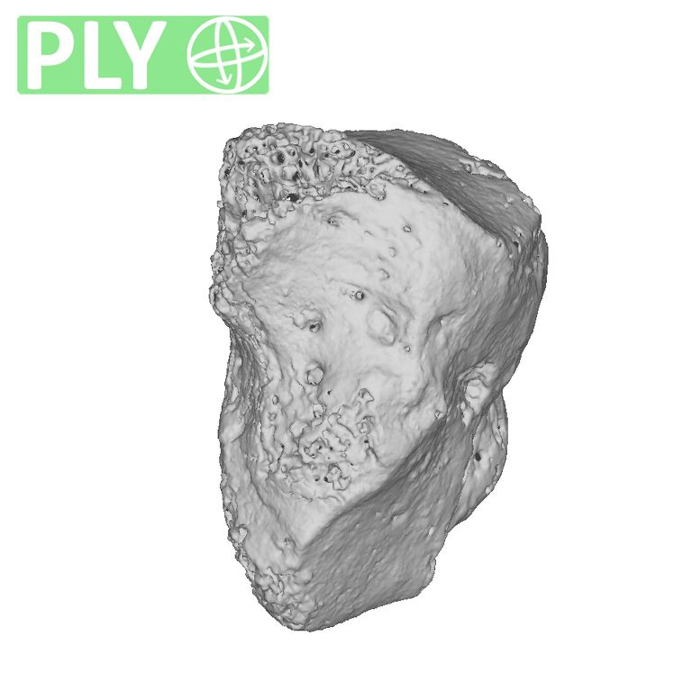 Arene Candide 2 Homo sapiens right hamate ply