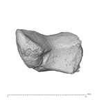 Arene Candide 2 Homo sapiens right trapezoid ulnar