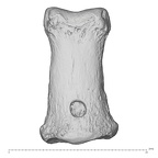 La Fate 10 Homo neanderthalensis hand intermediate phalanx dorsal