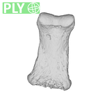 La Fate 10 Homo neanderthalensis hand intermediate phalanx ply