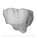 La Fate 13 Homo neanderthalensis URM buccal