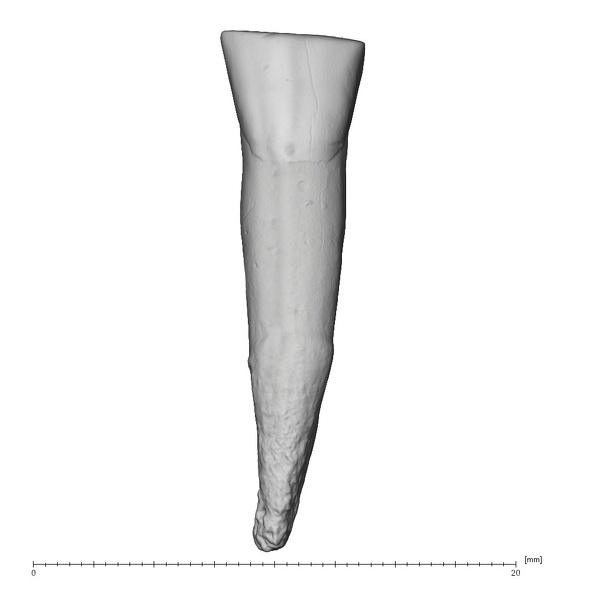 La Fate 15 Homo neanderthalensis LLC buccal