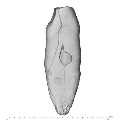 La Fate 15 Homo neanderthalensis LLC distal