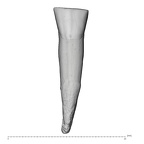 La Fate 15 Homo neanderthalensis LLC labial