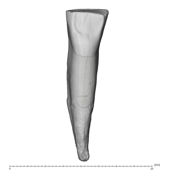 La Fate 15 Homo neanderthalensis LLC lingual
