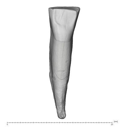La Fate 15 Homo neanderthalensis LLC lingual