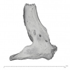 La Fate 16 Homo neanderthalensis right zygomatic lateral