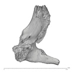 La Fate 16 Homo neanderthalensis right zygomatic medial