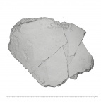 La Fate 1B Homo neanderthalensis parietal fragment view 1